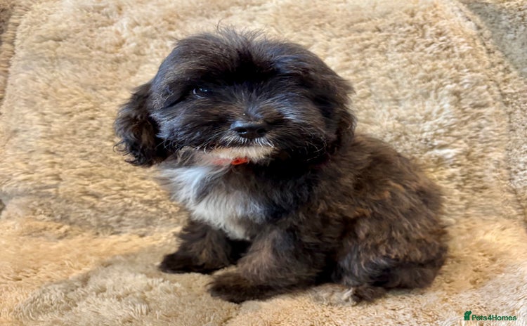 Cavapoo dogs - Advert 6