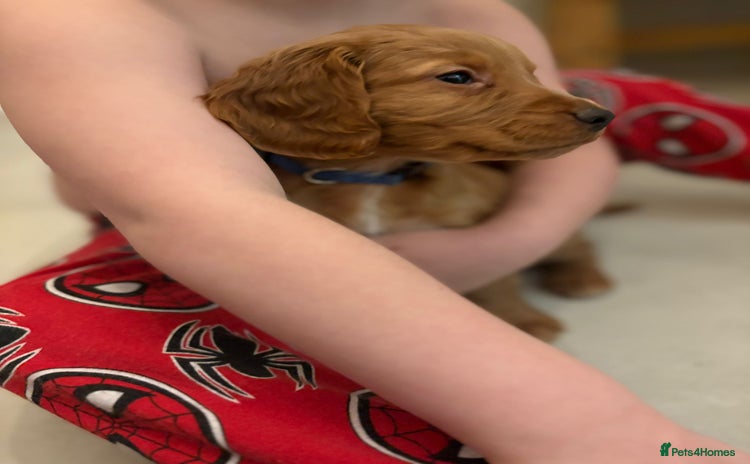 Cocker Spaniel dogs Stunning kc register cocker spaniels family ready - Advert 3