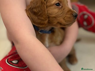 Cocker Spaniel dogs Stunning kc register cocker spaniels family ready - Advert 3