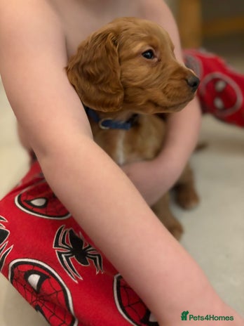 Cocker Spaniel dogs Stunning kc register cocker spaniels family ready - Advert 2