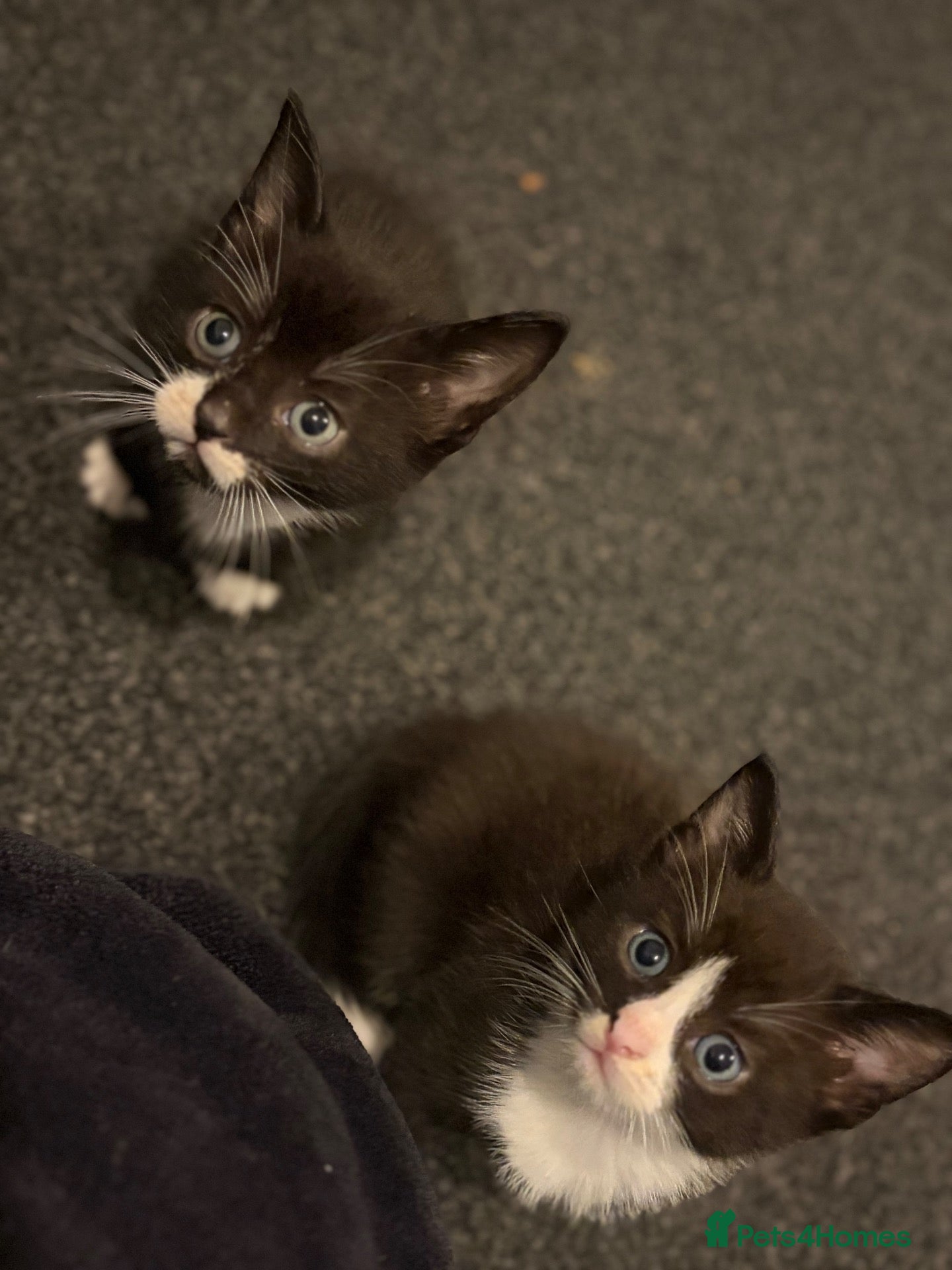 Mixed Breed cats Gorgeous kittens  - Advert 7