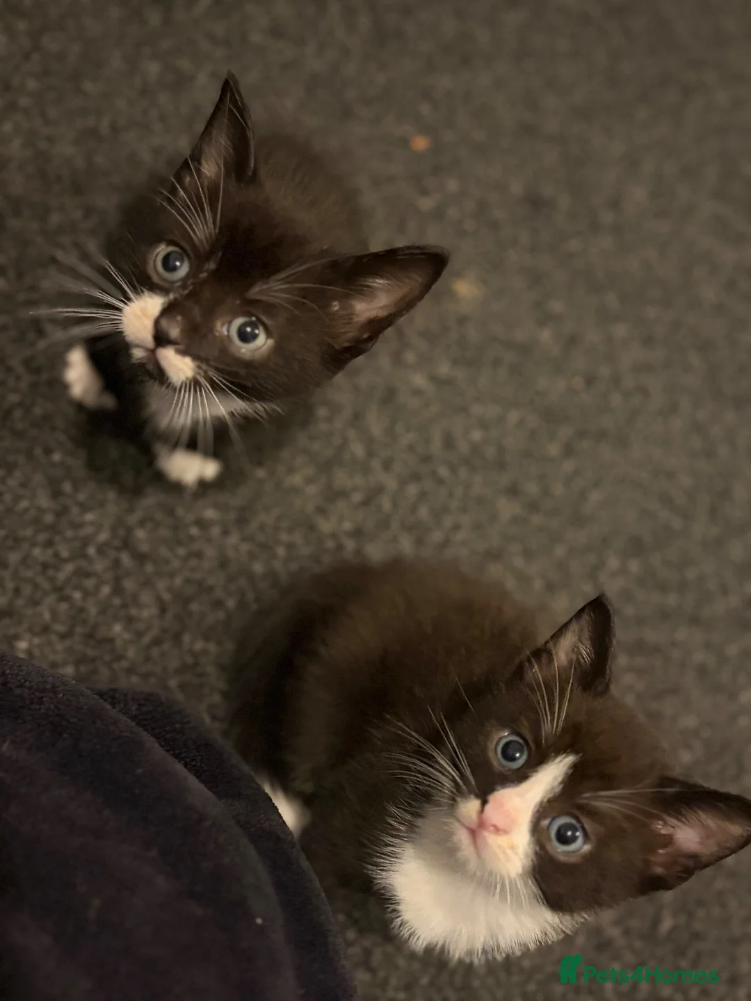 Mixed Breed cats for sale: Gorgeous kittens  - Advert 1