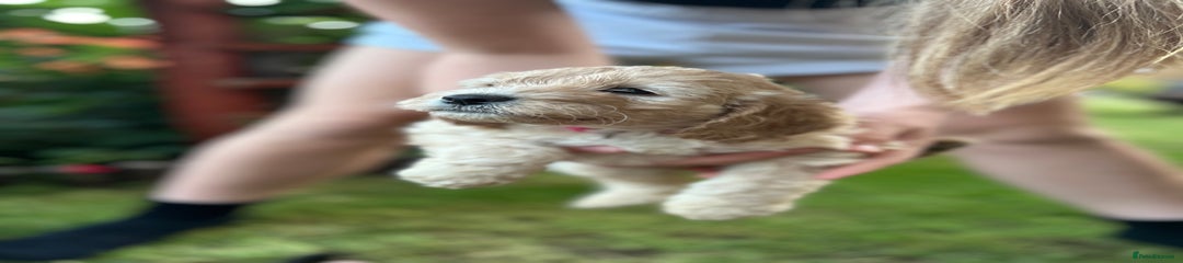 Cockapoo Puppy 6