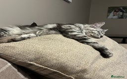 Maine Coon cats for sale: Stunning girl - Image 1