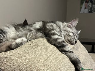 Maine Coon cats - Advert 10