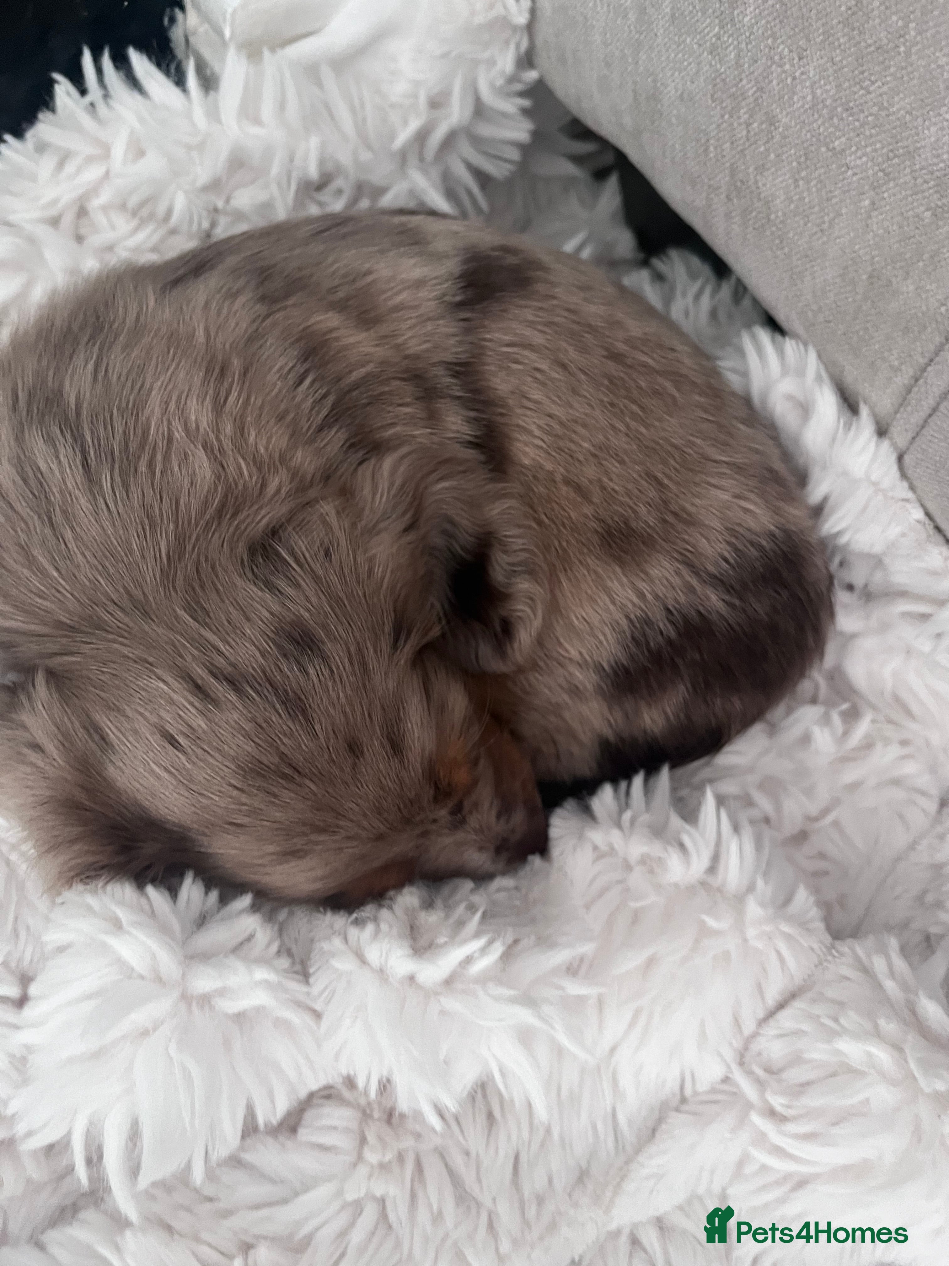 Miniature Dachshund dogs KC Miniature longhaired dachshunds for sale  - Advert 1