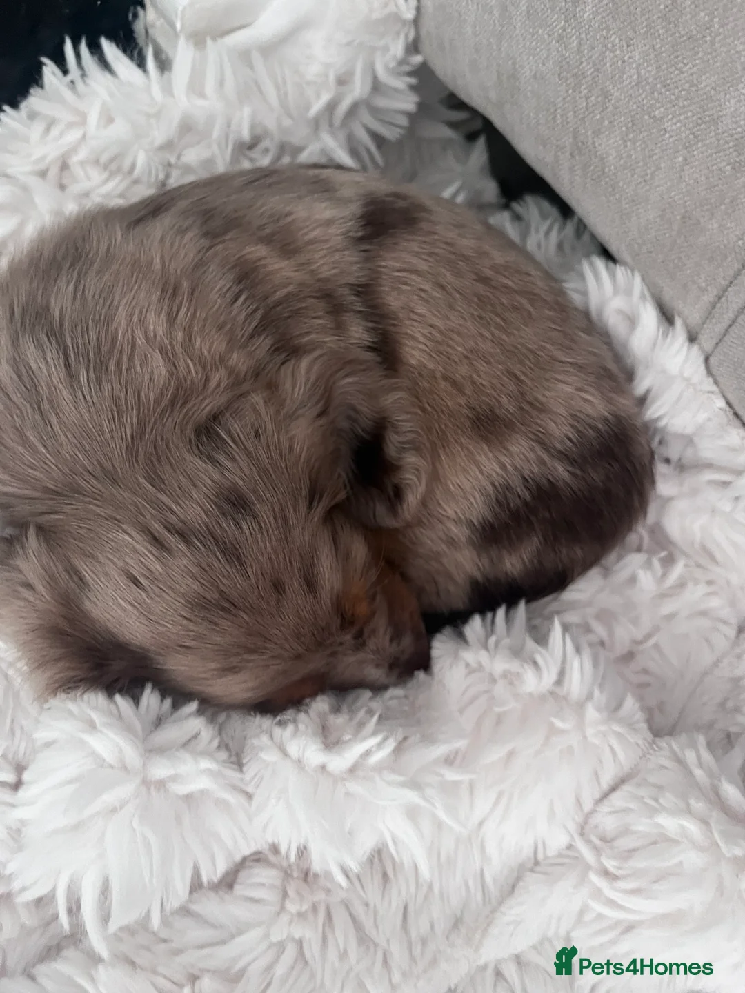 Miniature Dachshund dogs for sale: KC Miniature longhaired dachshunds for sale  - Advert 1