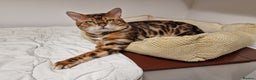 Bengal cats for stud: Bengal cat for stud, Calvin. in Peterborough - Advert 17