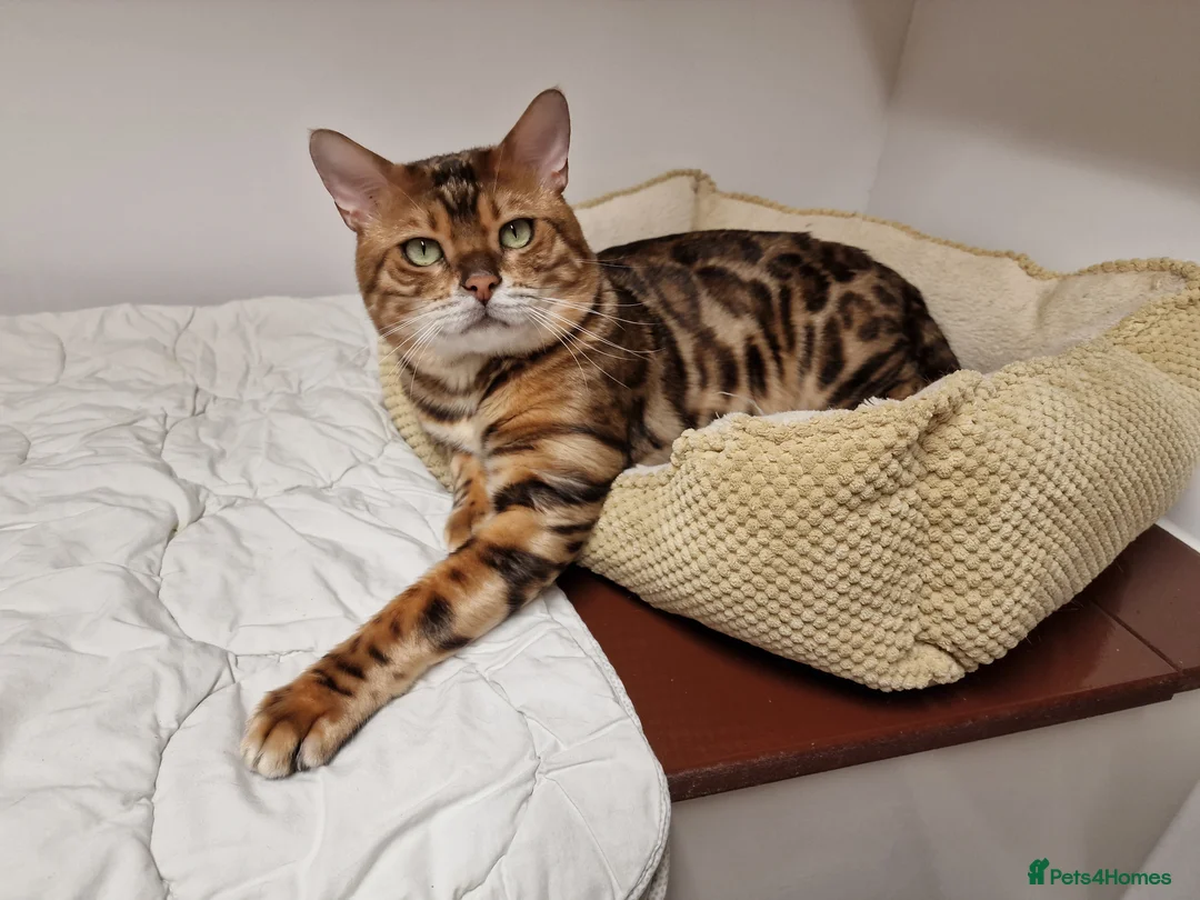 Bengal cats for stud: Bengal cat for stud, Calvin. in Peterborough - Advert 18