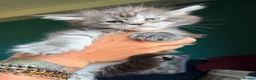 Maine Coon cats for sale: Maine Coons with Tests, Papers, Vet Checks & Vacc. - Advert 5
