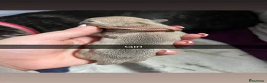 French Bulldog Puppy 5