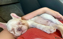 French Bulldog dogs for sale: READY NOW!! KC registered French bulldogs - Image 40