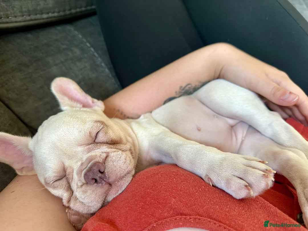 French Bulldog dogs for sale: READY NOW!! KC registered French bulldogs - Image 40
