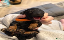 Cockapoo dogs for sale: 3 healthy phantom F1B cockapoo boys for sale  - Image 22