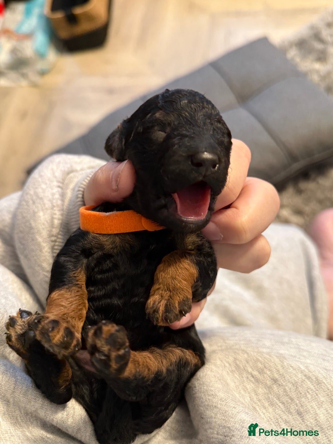 Cockapoo dogs for sale: 3 healthy phantom F1B cockapoo boys for sale  - Image 22