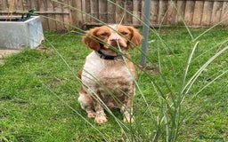 Brittany Spaniel dogs for adoption: Handsome, gentle, charming Marmalade in Surrey - Image 4