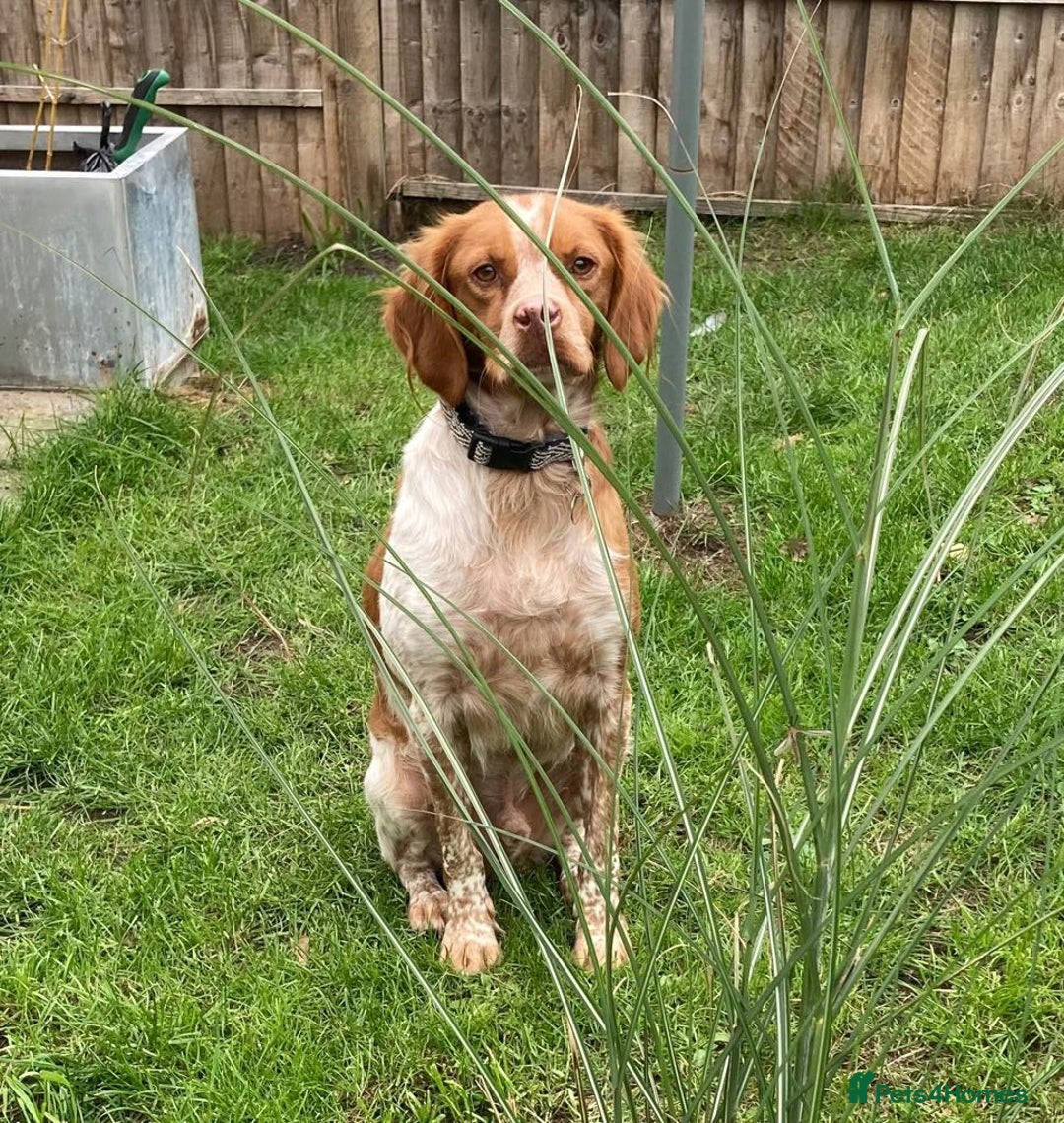 Brittany Spaniel dogs for adoption: Handsome, gentle, charming Marmalade in Surrey - Image 4
