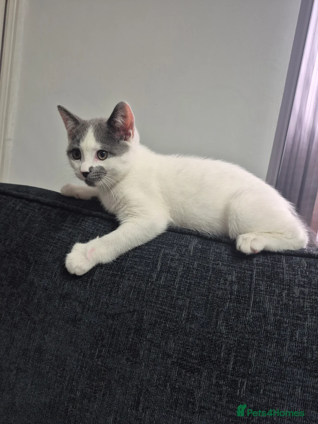 Mixed Breed cats for sale: Looking to rehome this beautiful male kitten - Advert 2