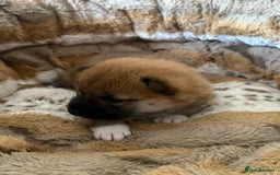 Japanese Shiba Inu dogs for sale: 🧡🦊 Beautiful K.C Shiba Inu Puppies Ready Soon - Image 24
