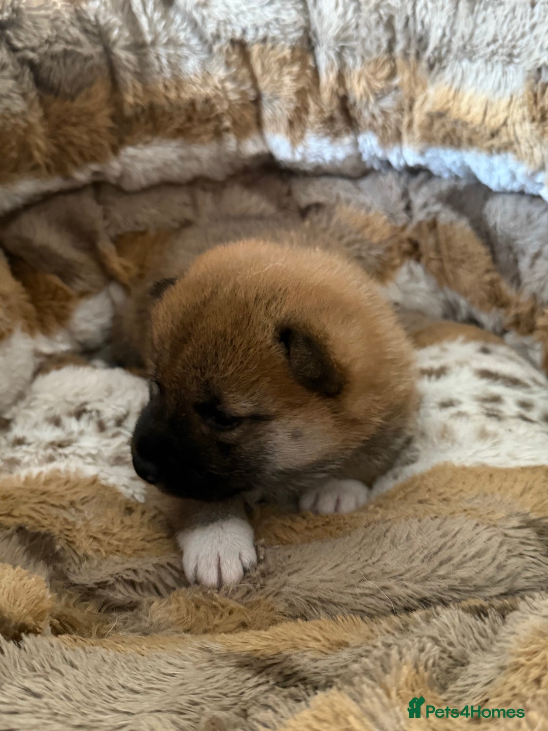Japanese Shiba Inu dogs for sale: 🧡🦊 Beautiful K.C Shiba Inu Puppies Ready Soon - Image 24