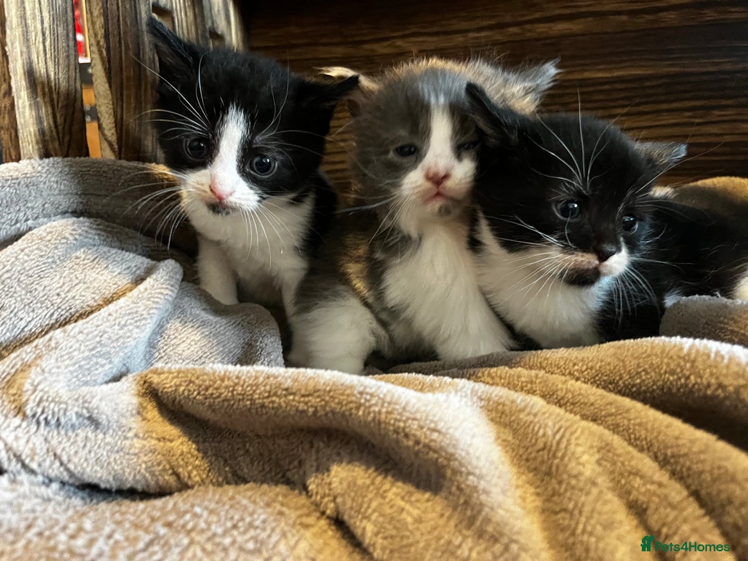 Mixed Breed cats for sale: Beautiful kittens - Image 3