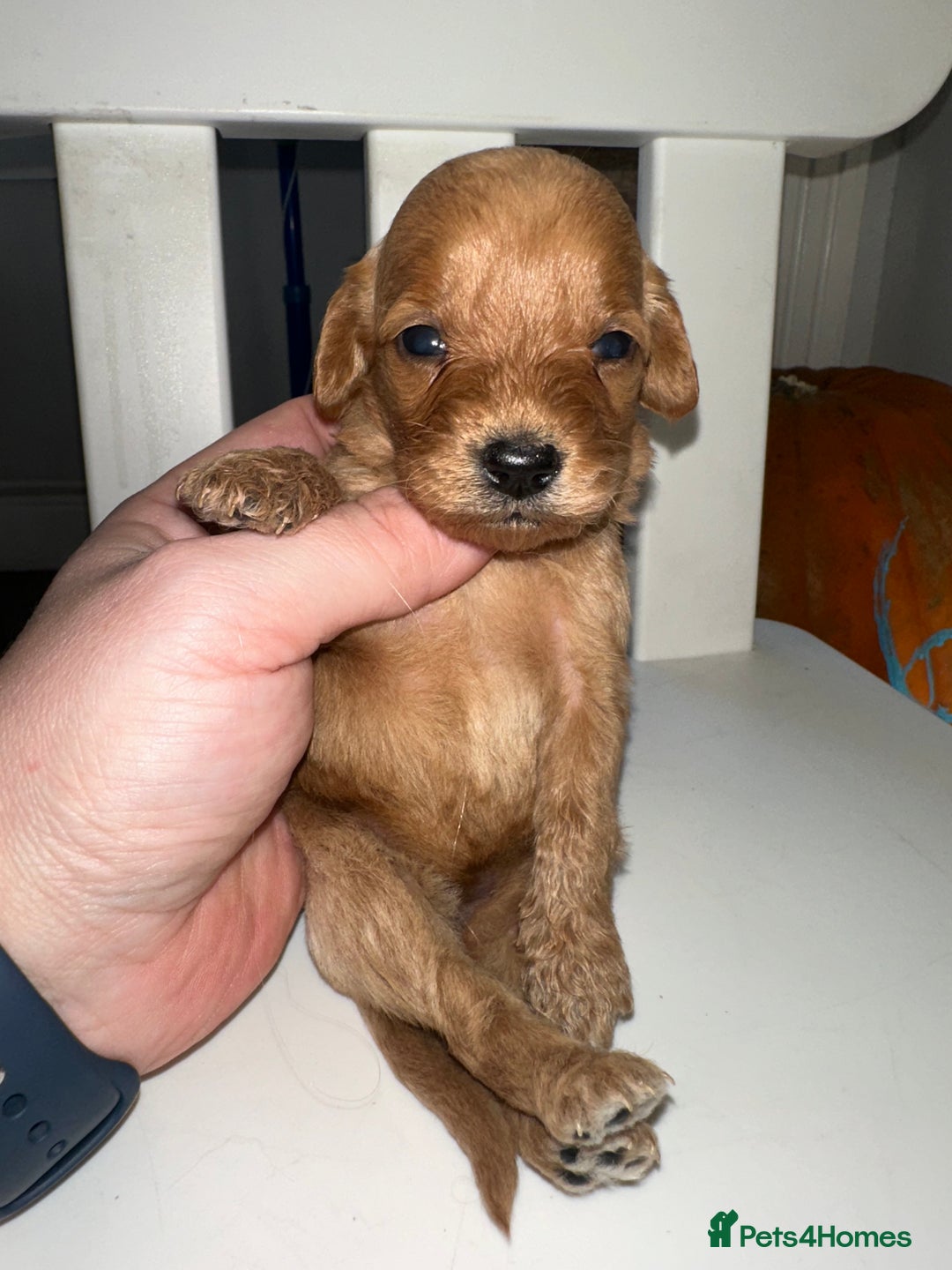 Goldendoodle dogs for sale: Miniature Goldendoodles - Ready Mid December  - Advert 28