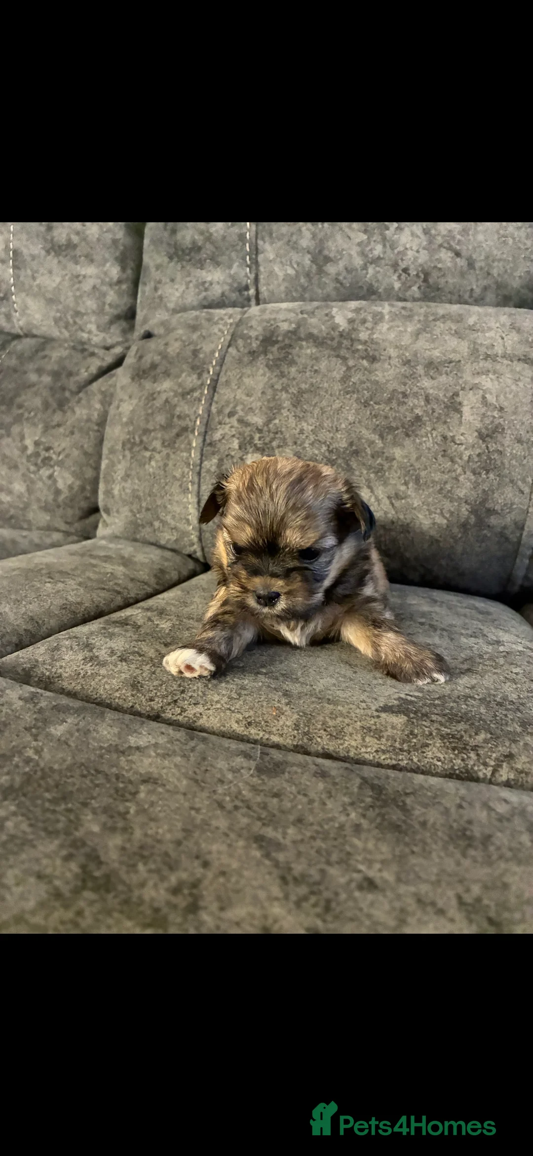 Malshi dogs for sale: 5 beautiful puppies, all been reserved now  - Advert 10