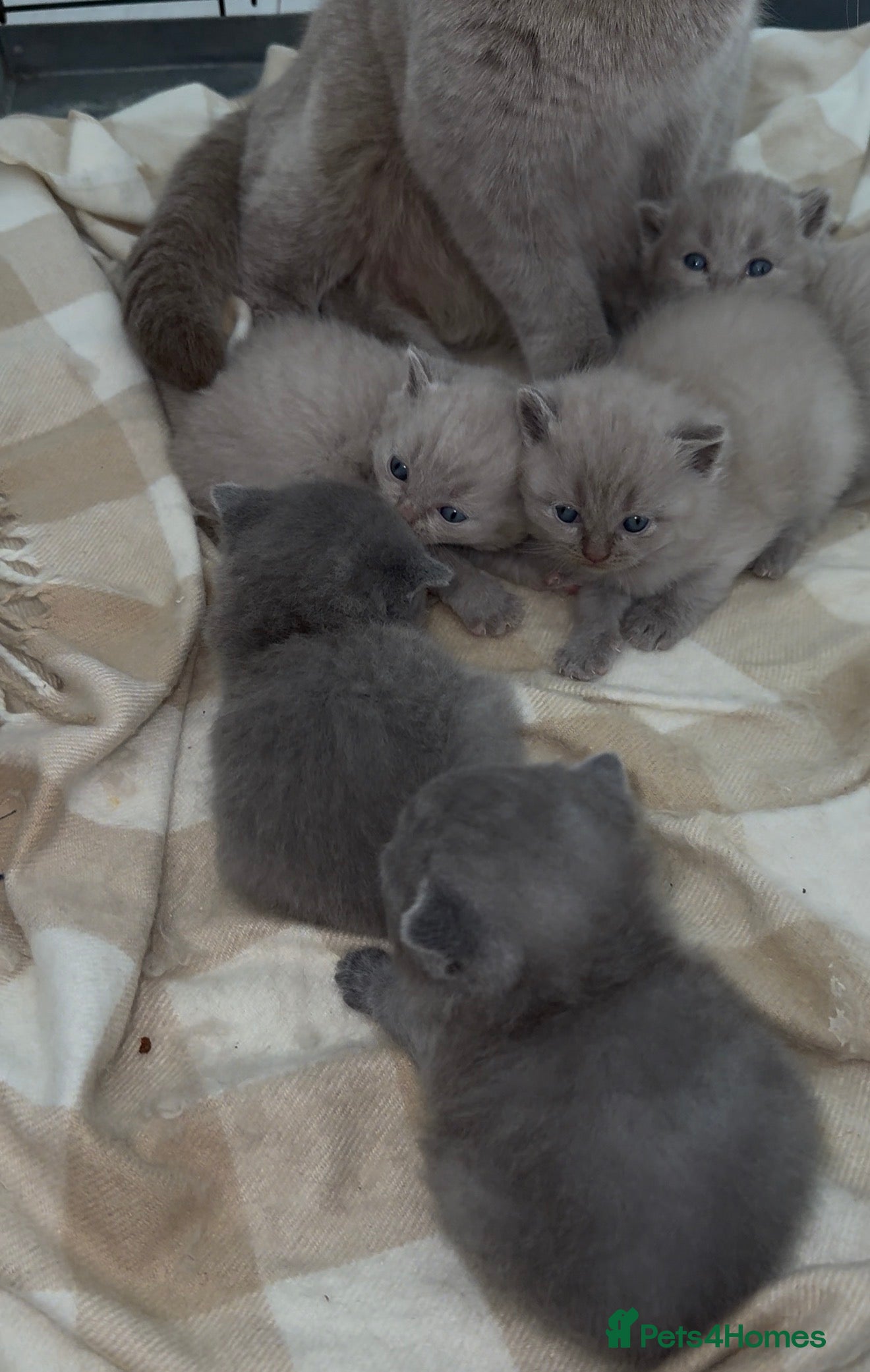 Scottish Fold cats Beautiful scottishfold/Scottish straight kittens🥰 - Advert 1