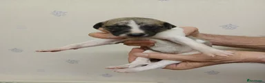 Whippet 1