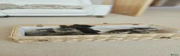 Siberian cats for sale: 🐾 Beautiful Purebred Siberian Kittens - Advert 5