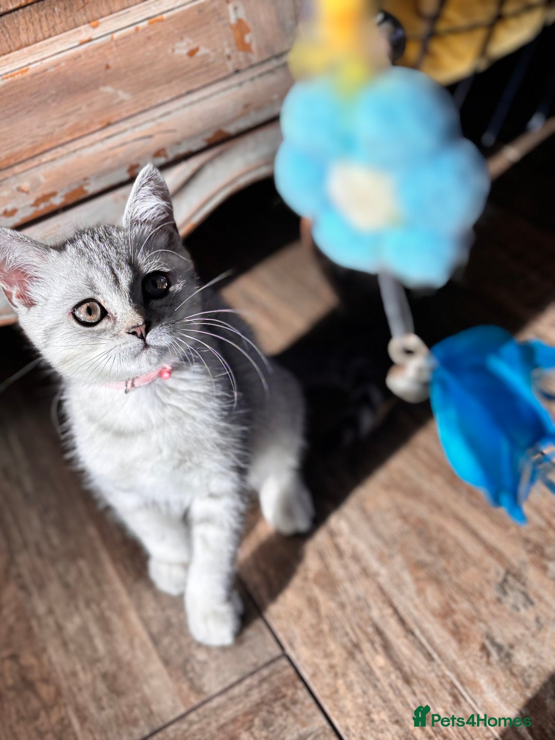 British Shorthair cats for sale: ✨LAST KITTEN LEFT✨OPEN TO OFFERS FOR RIGHT HOME✨ - Image 30