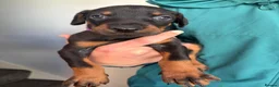 Dobermann dogs for sale: European Doberman puppies  in Birmingham - Advert 10