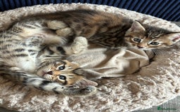 Mixed Breed cats for sale: 🐱 Handsome little boy kittens 💙 - Image 5