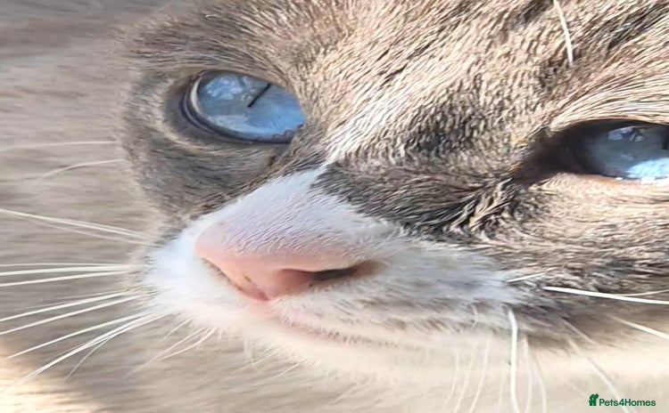 Snowshoe cats Stunning confident friendly TICA Snowshoe cats - Advert 1