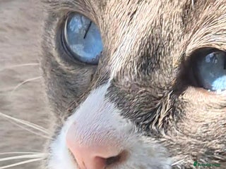 Snowshoe cats Stunning confident friendly TICA Snowshoe cats - Advert 6