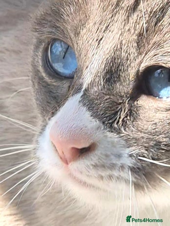 Snowshoe cats Stunning confident friendly TICA Snowshoe cats - Advert 1