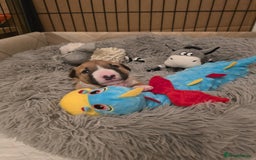 Miniature Bull terrier dogs for sale: Miniature Bull Terrier  - Image 10