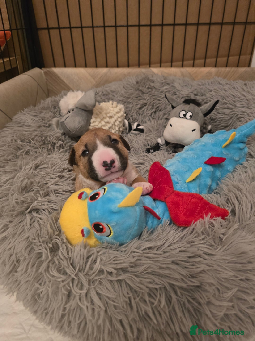 Miniature Bull terrier dogs for sale: Miniature Bull Terrier  - Image 10