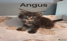 Maine Coon cats for sale: Gorgeous maine coon kittens - Image 14