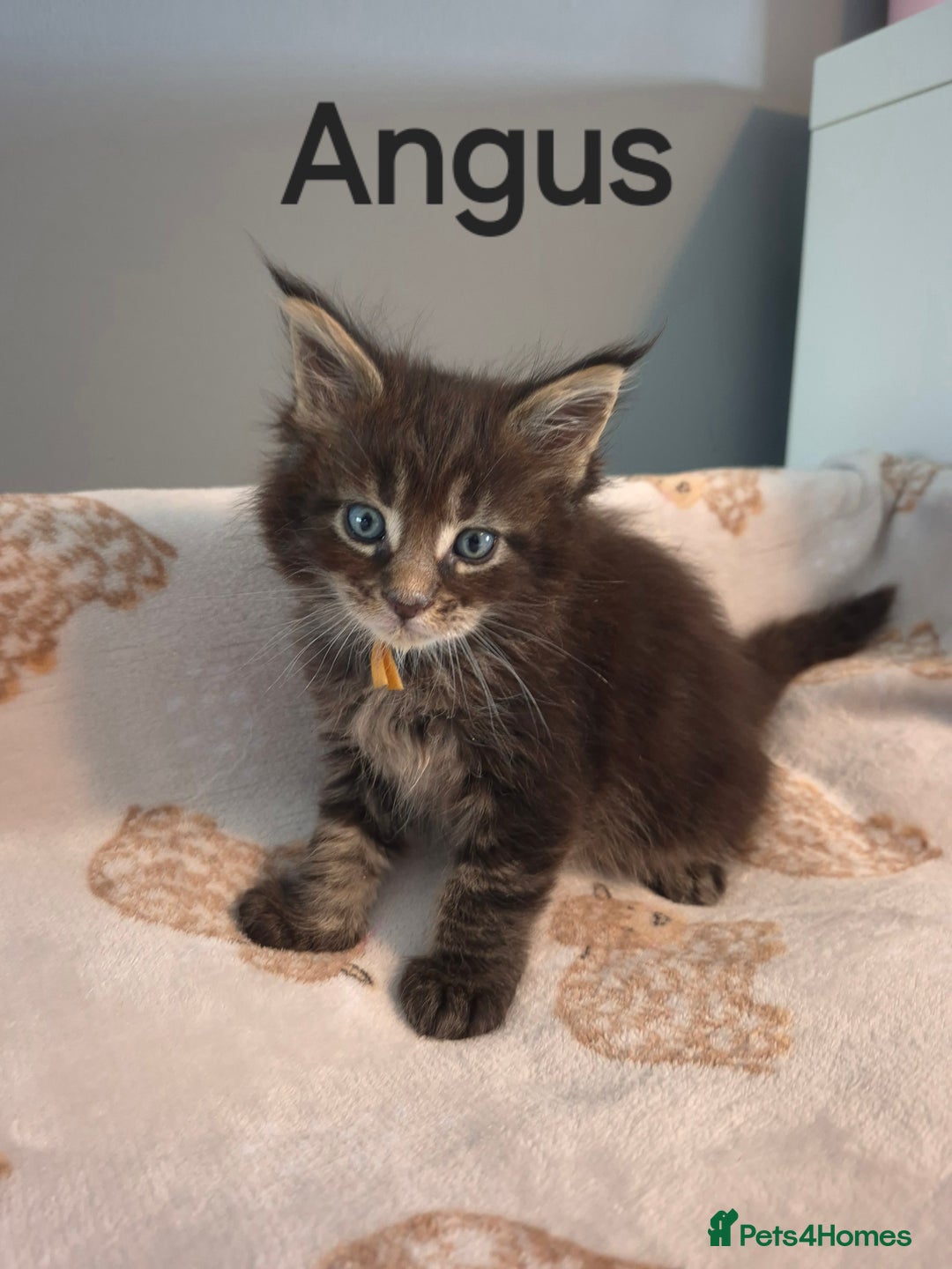 Maine Coon cats for sale: Gorgeous maine coon kittens - Image 14