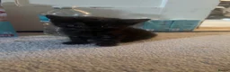 Persian cats for sale: Kittens  - Advert 6