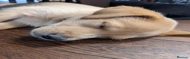 Labrador Retriever 7
