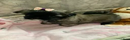 Shih Tzu dogs for sale: Imperial Shih tzu puppies  - Advert 7
