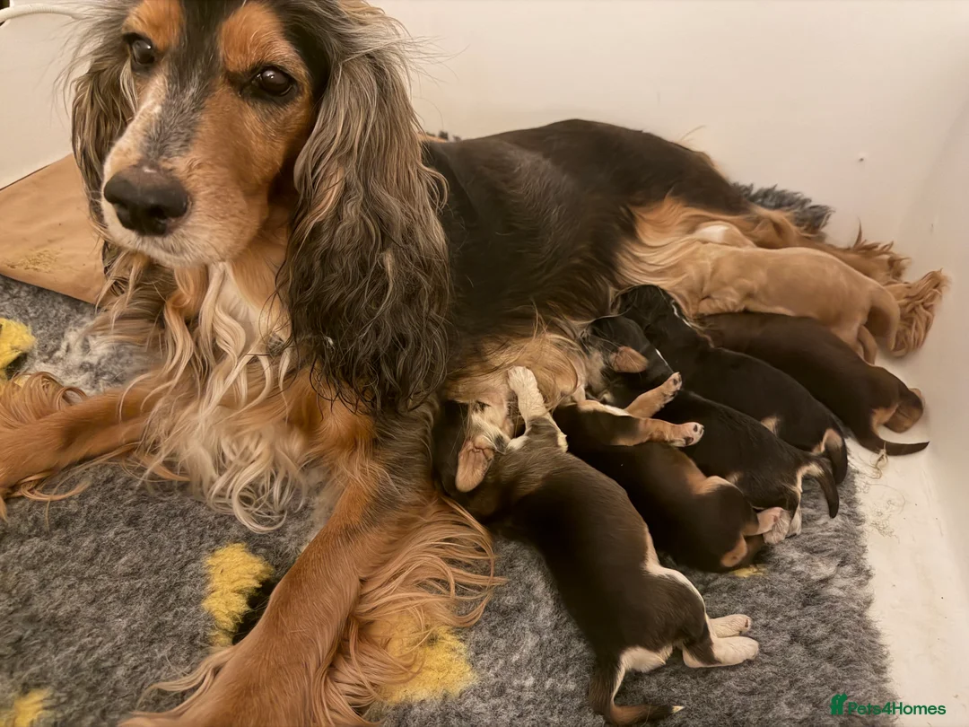 Cocker Spaniel dogs for sale: Gorgeous fully Health tested KC show spaniels - Advert 1