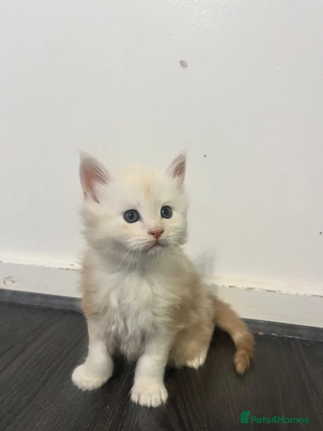 Maine Coon cats for sale: Beautiful Maine Coon kittens  - Advert 2