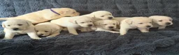 Labrador Retriever dogs for sale: 🐾 Outstanding Champion-line Labrador Puppies  🐾 - Advert 8