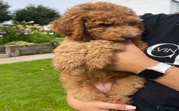 Australian Labradoodle dogs for sale: Stunning Australian Labradoodles  - Image 8