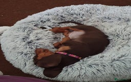 Dachshund dogs for sale:  11 week old Diva female Dachound - Image 14