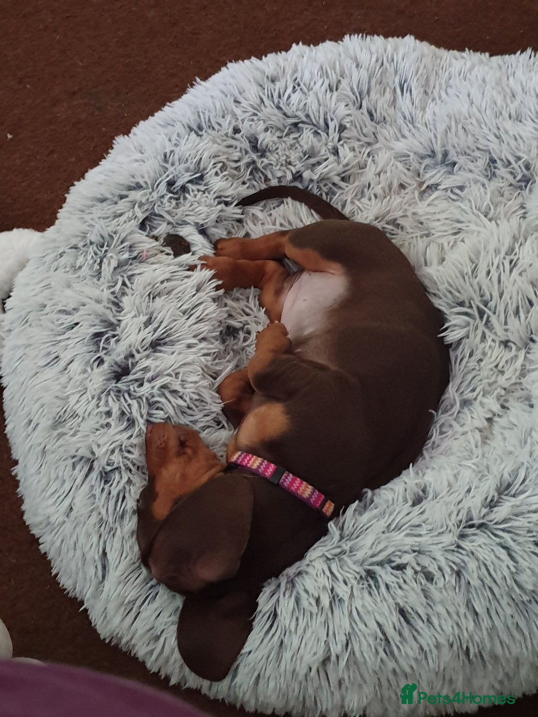 Dachshund dogs for sale:  11 week old Diva female Dachound - Image 14