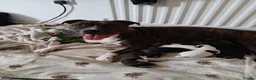 Mixed Breed dogs for sale: Puppys in Warwick - Advert 4
